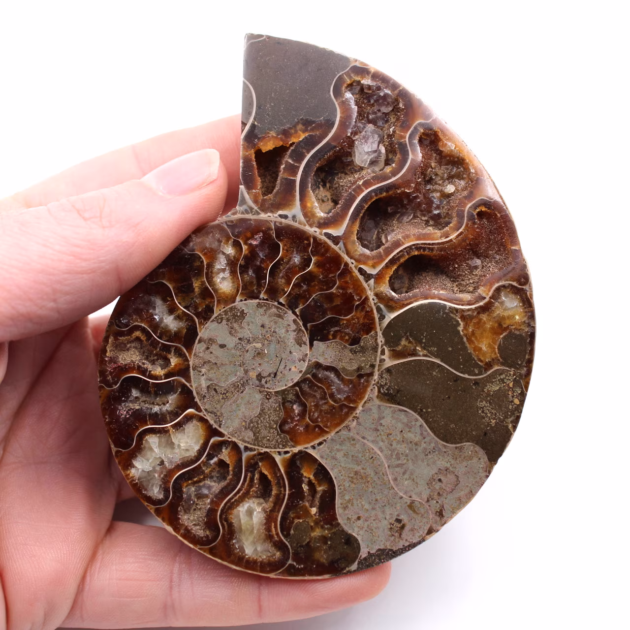 Fossile d'ammonite polie et sciée
