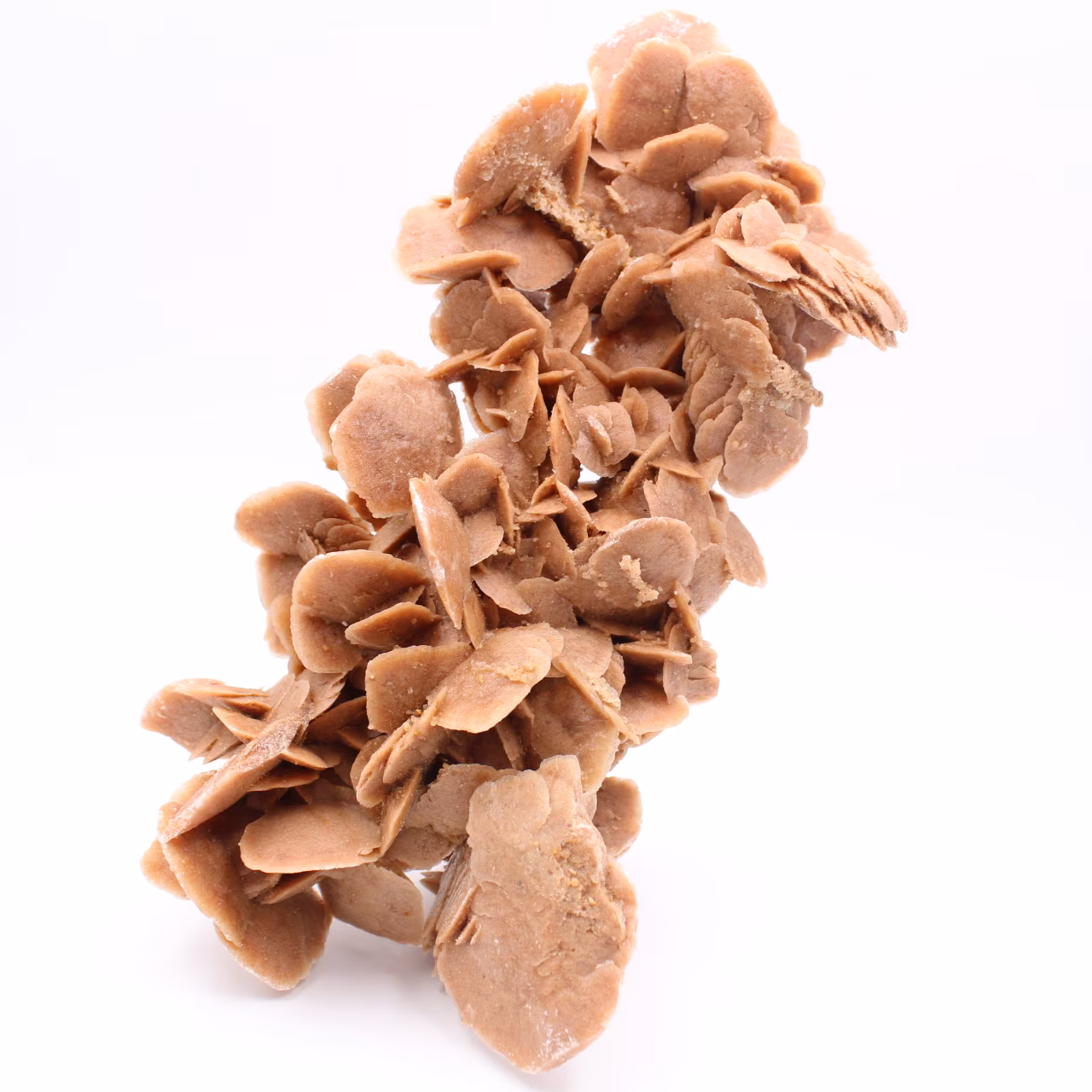 Rose des sables