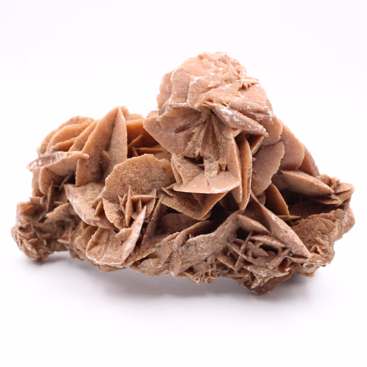 Rose des sables