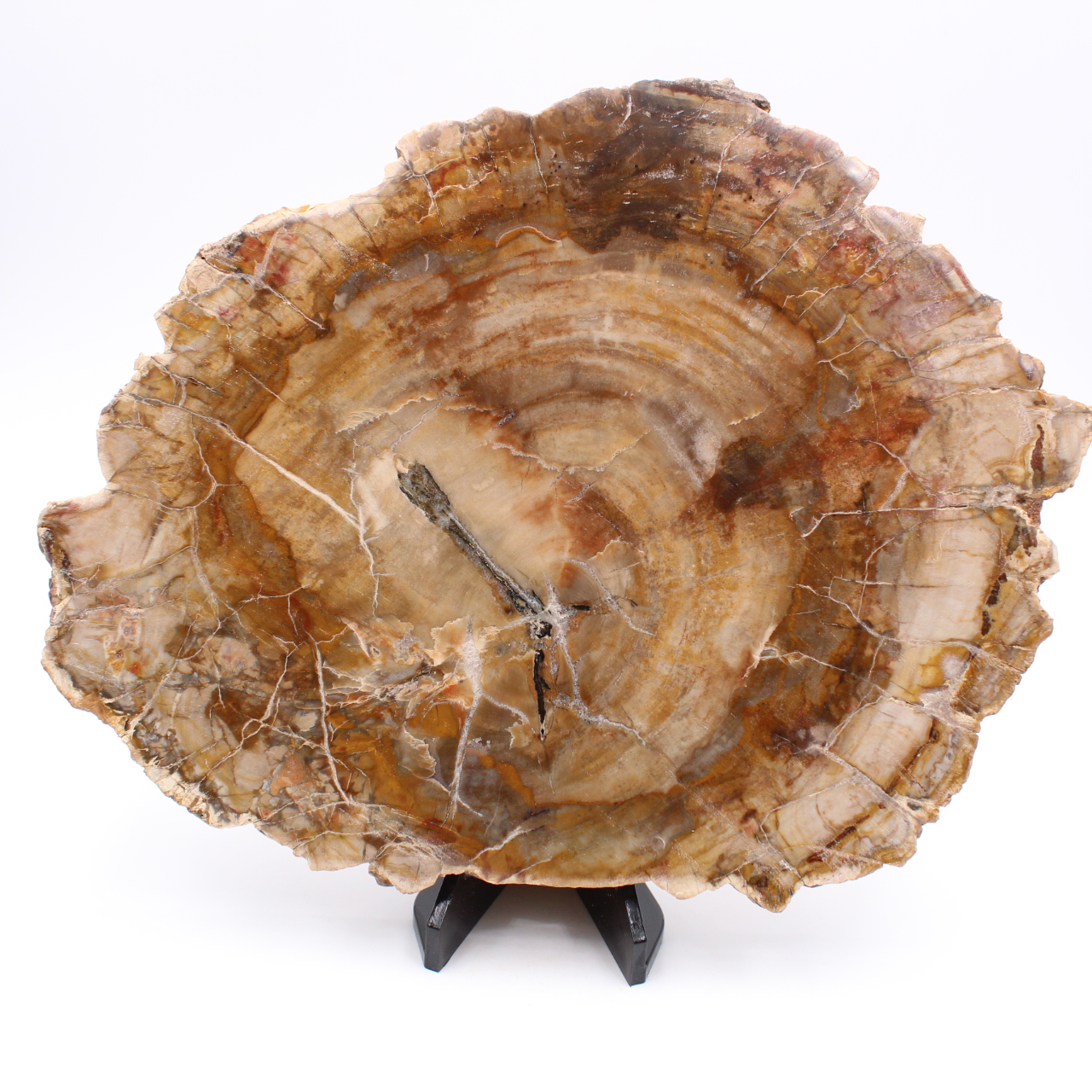 Tranche de bois fossile