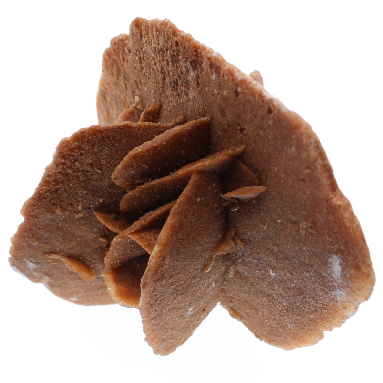 Rose des sables