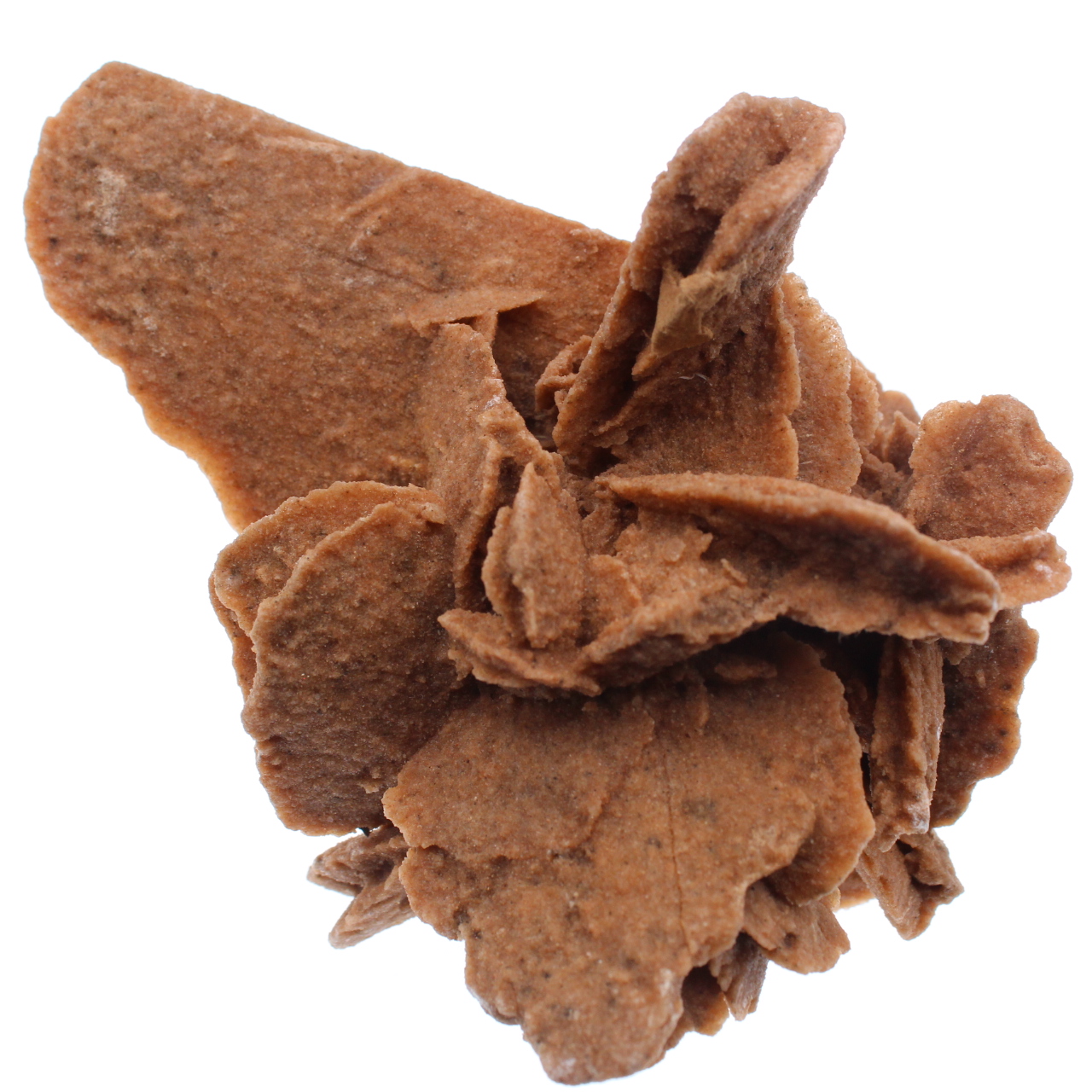 Rose des sables