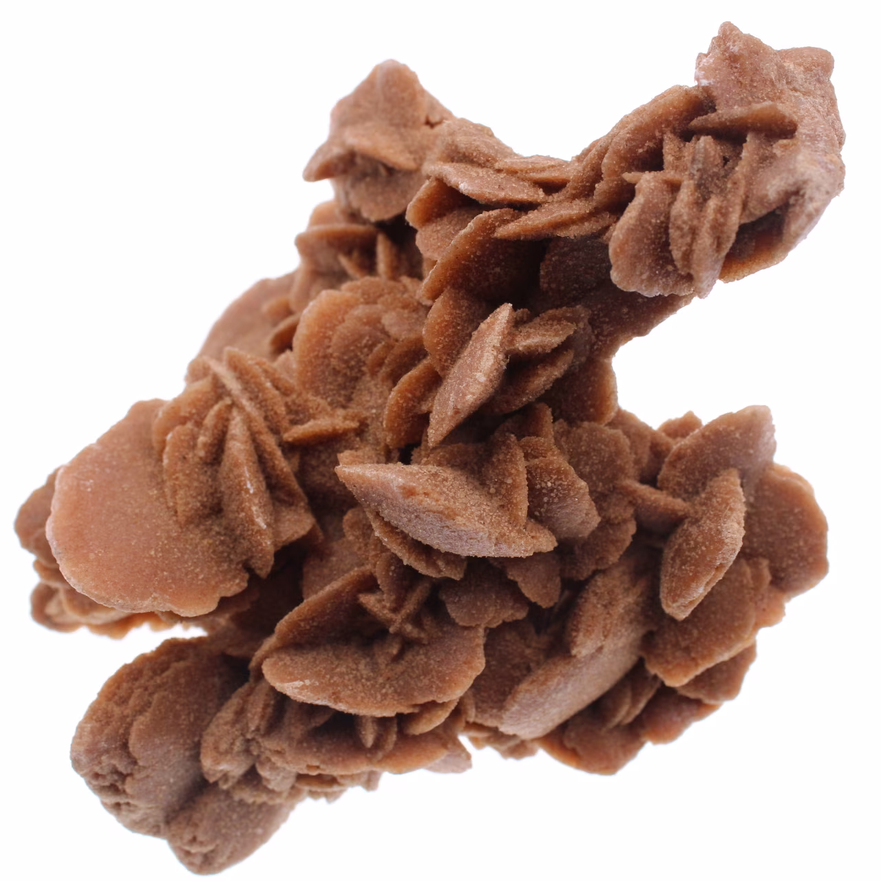 Rose des sables