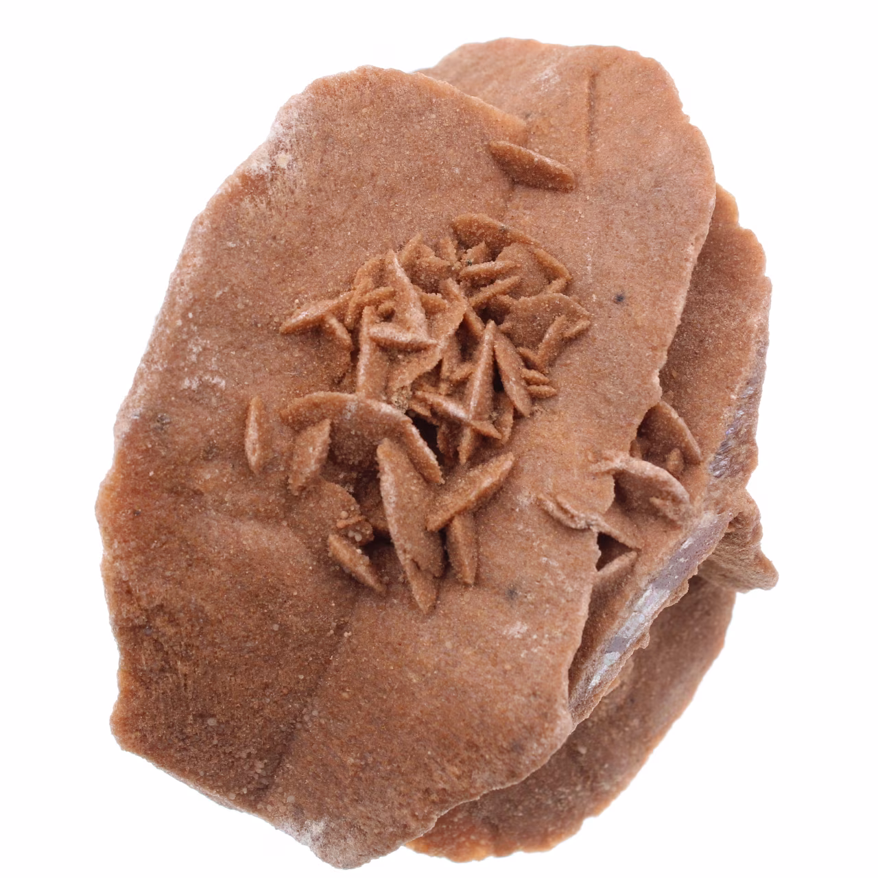 Rose des sables