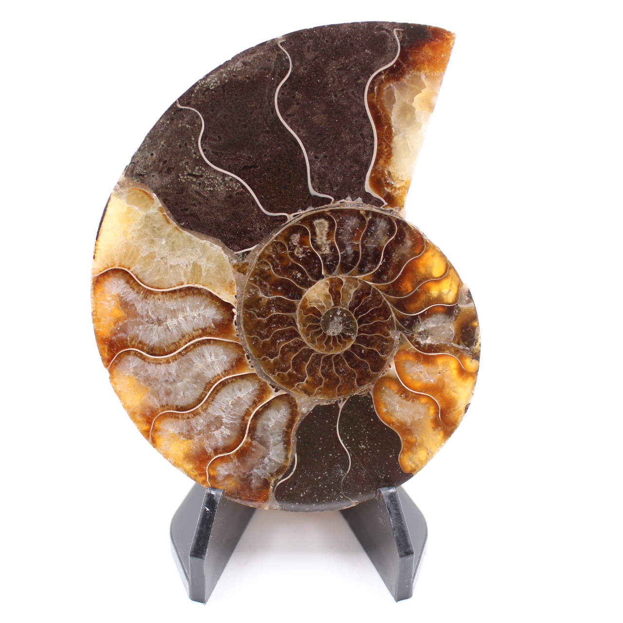 Fossile poli d'Ammonite