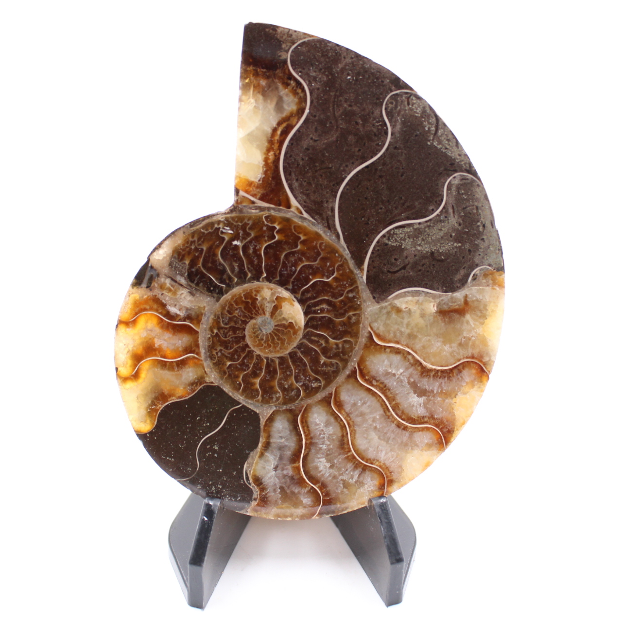 Fossile poli d'Ammonite