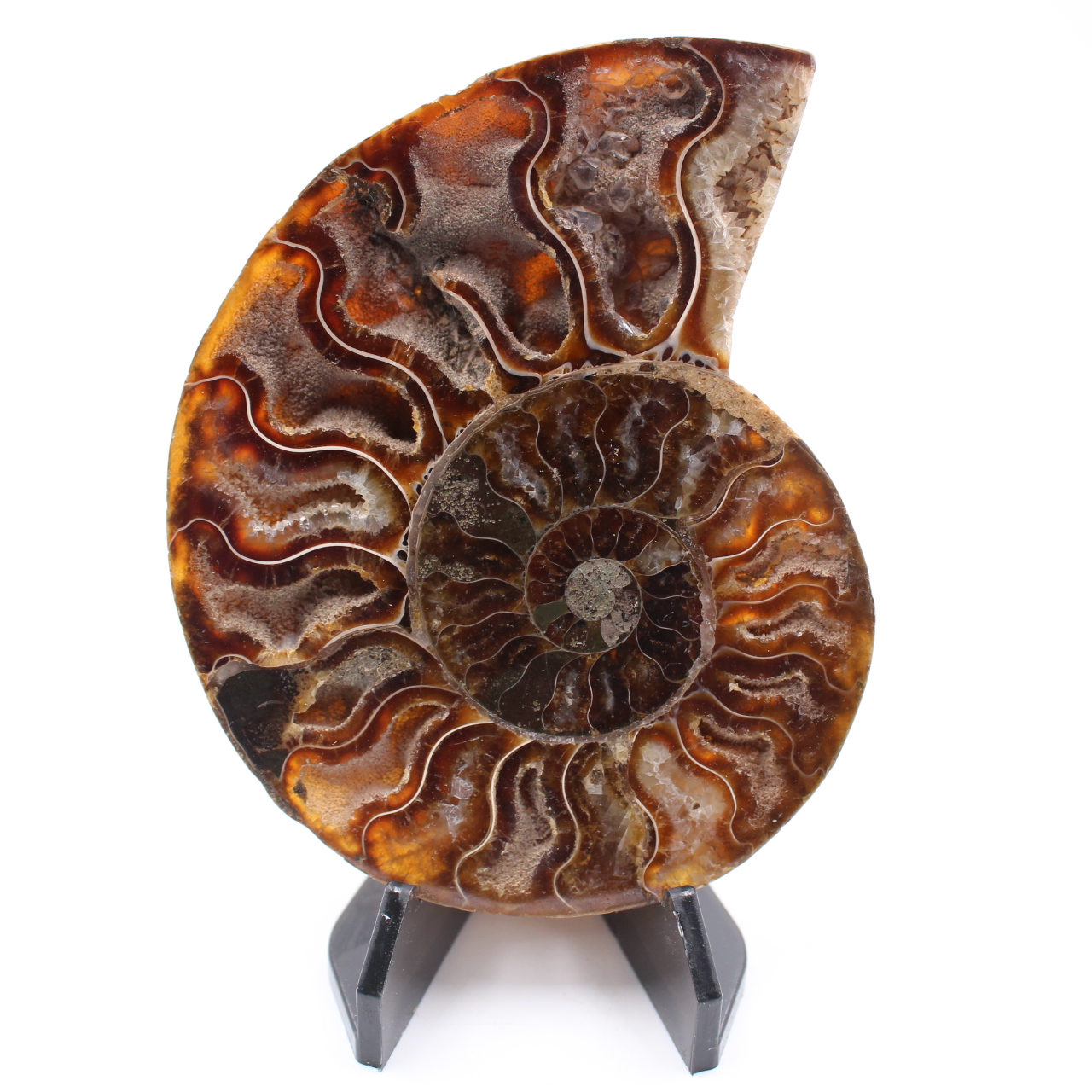 Fossile poli d'Ammonite