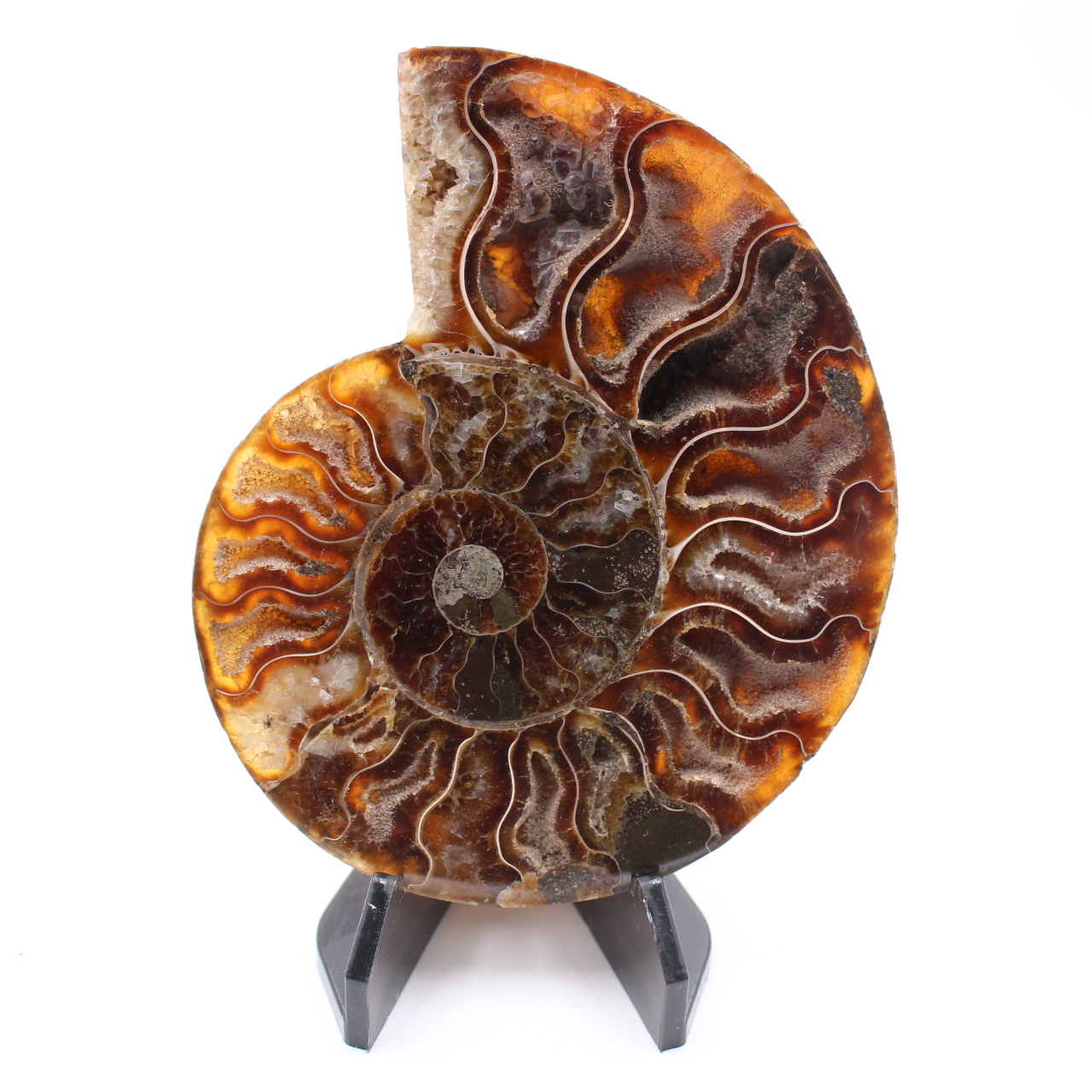 Fossile poli d'Ammonite