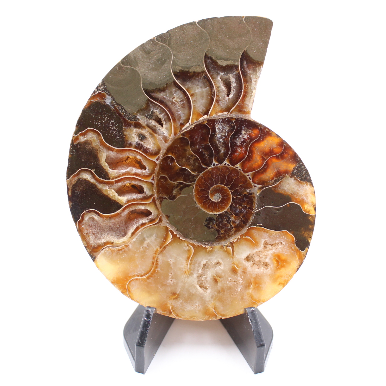 Fossile poli d'Ammonite