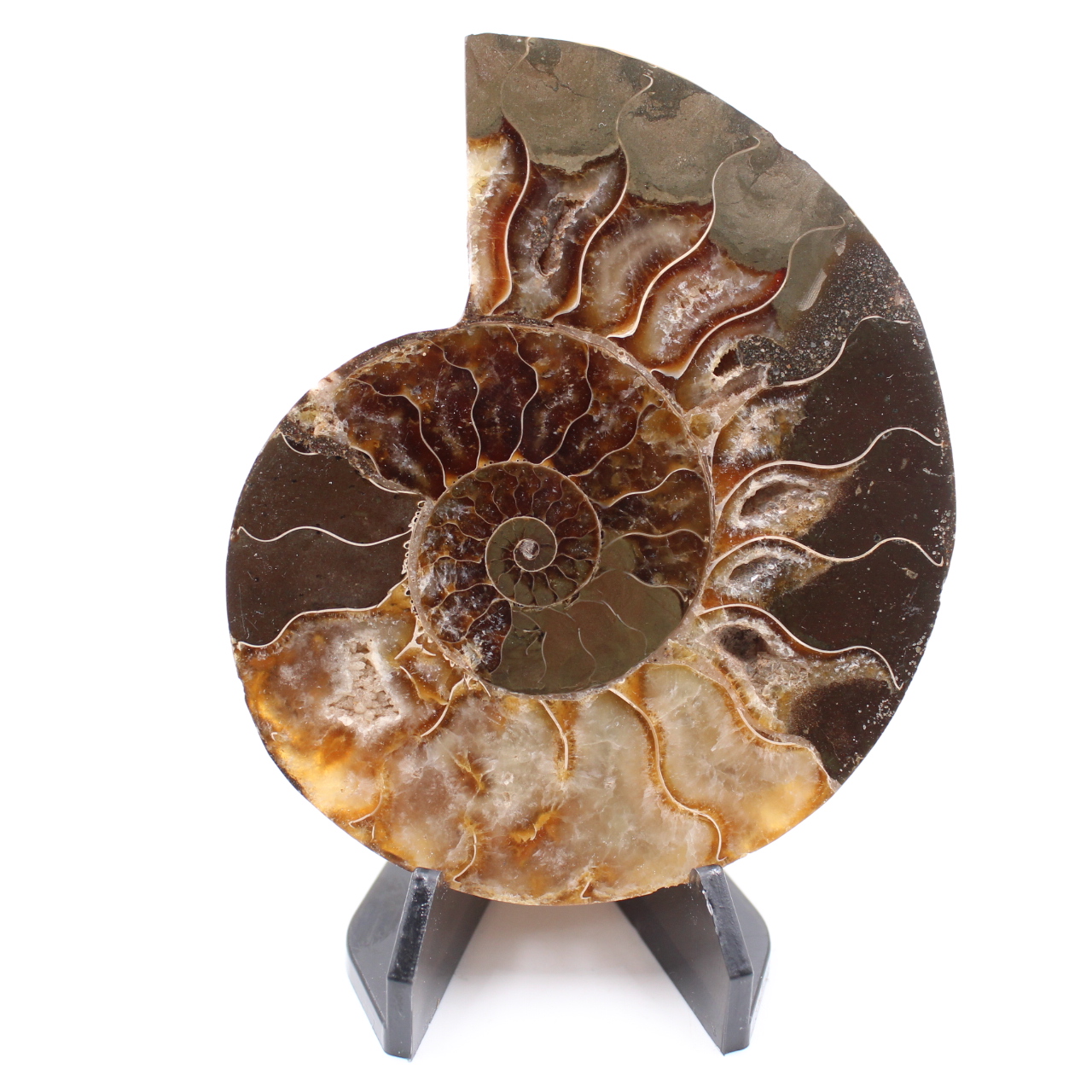 Fossile poli d'Ammonite