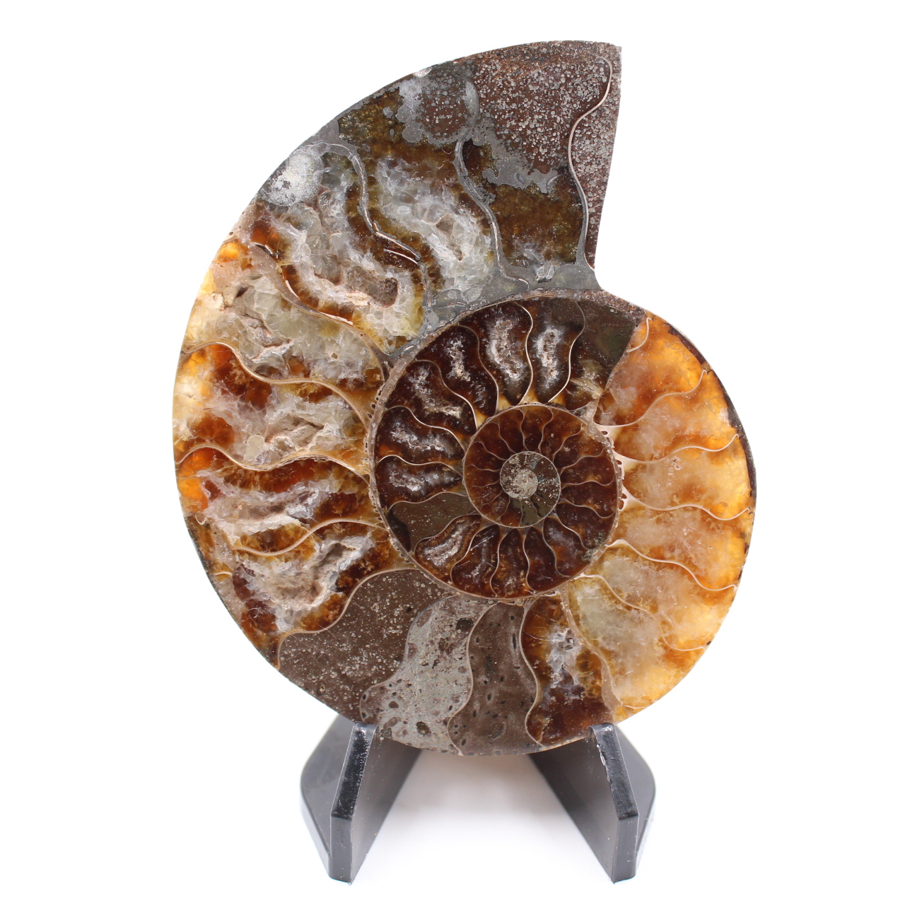 Fossile poli d'Ammonite