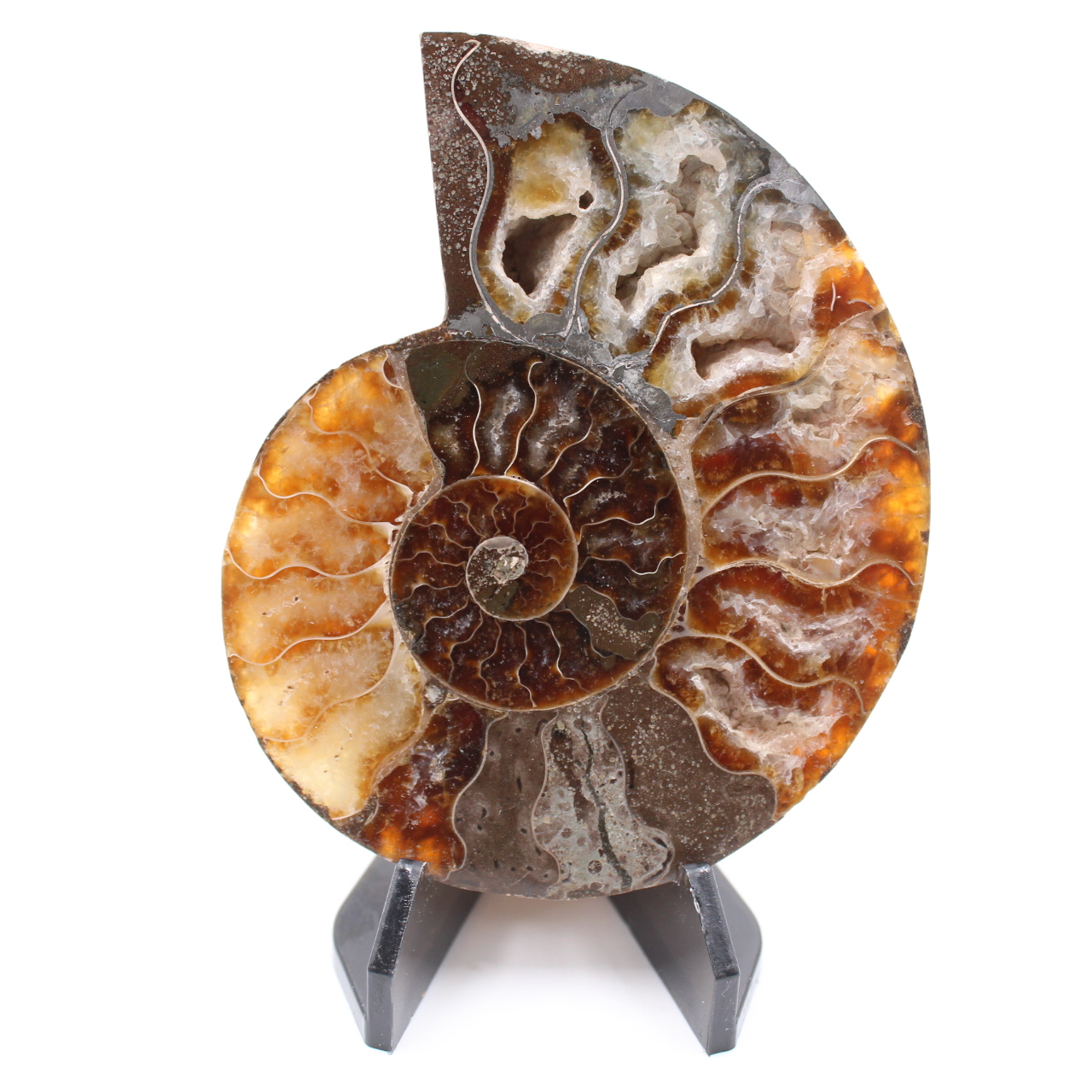 Fossile poli d'Ammonite