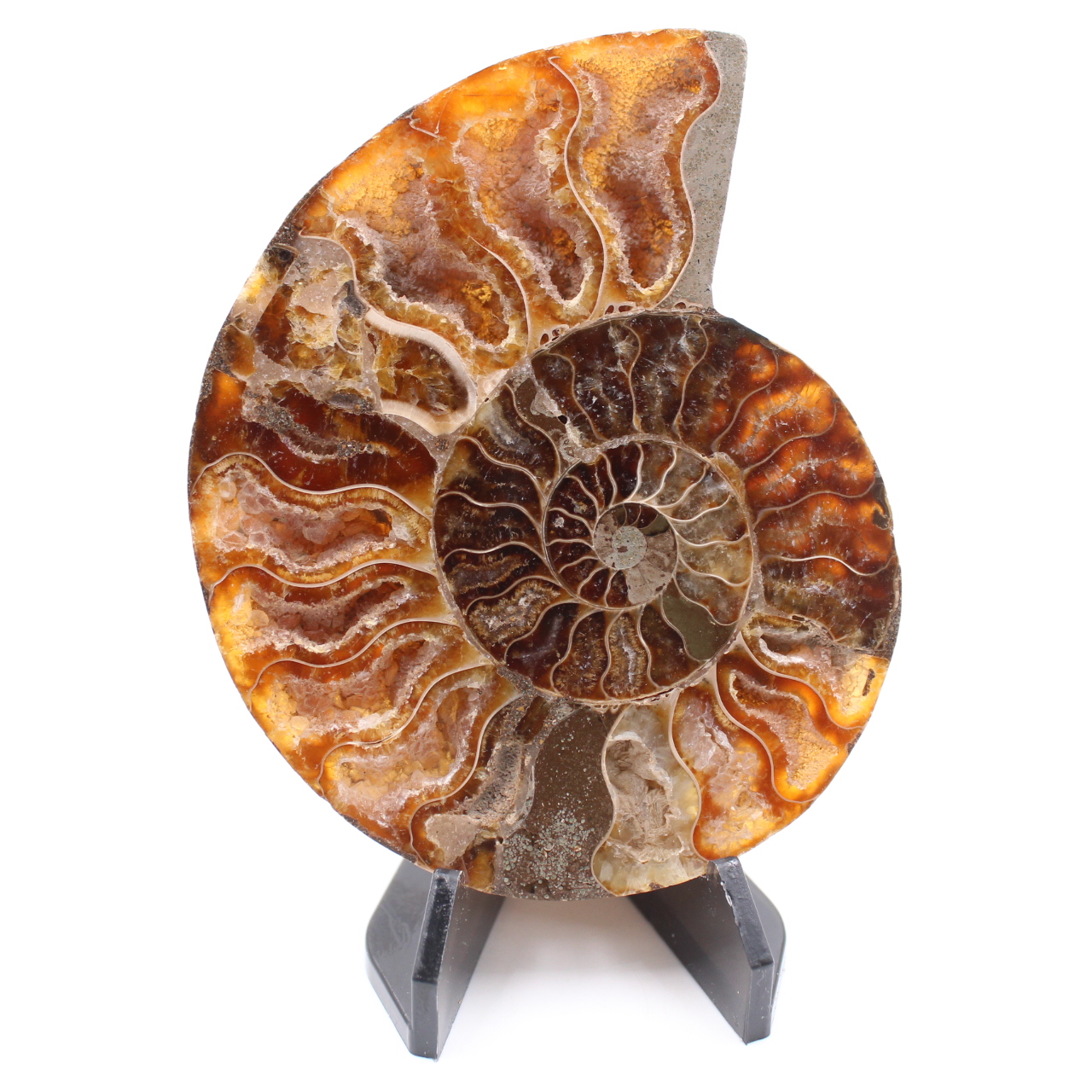 Fossile poli d'Ammonite