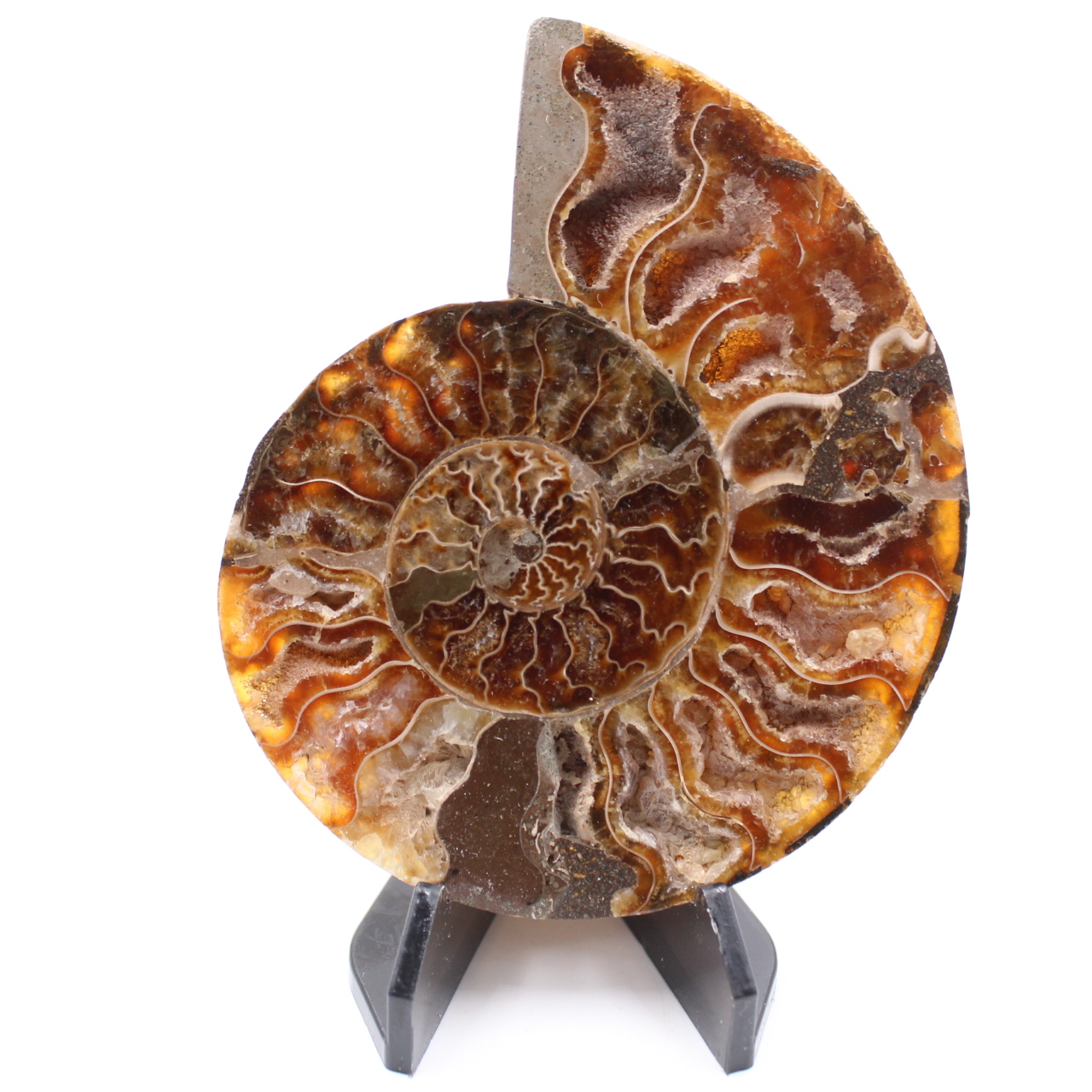 Fossile poli d'Ammonite