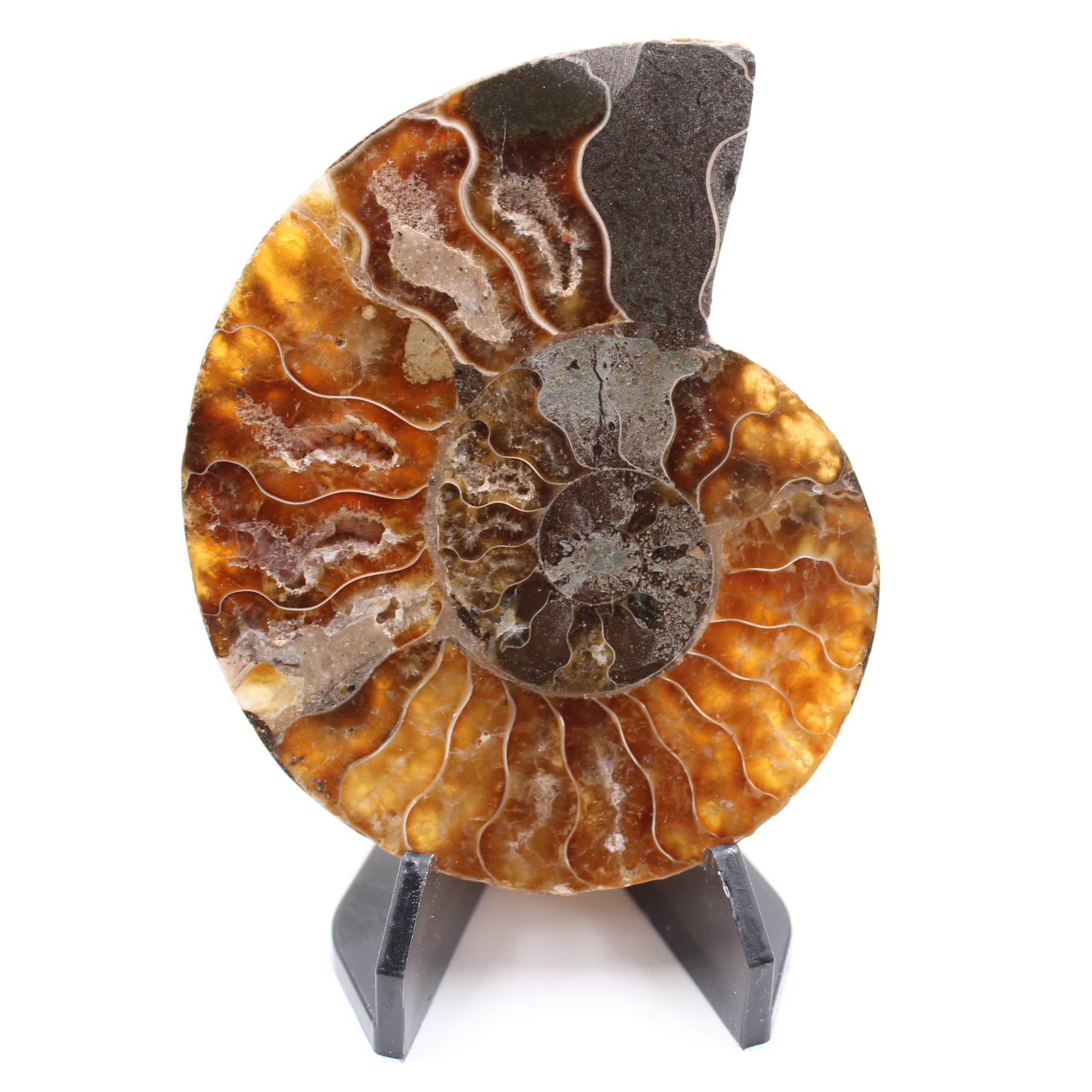 Fossile poli d'Ammonite