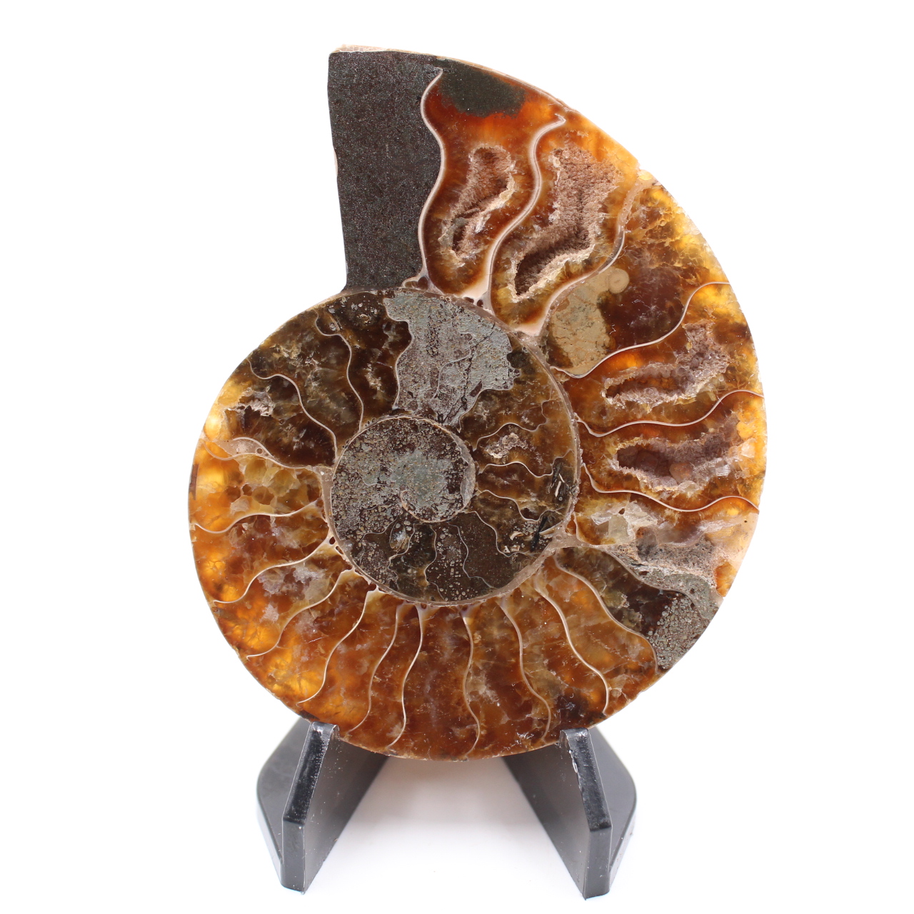 Fossile poli d'Ammonite