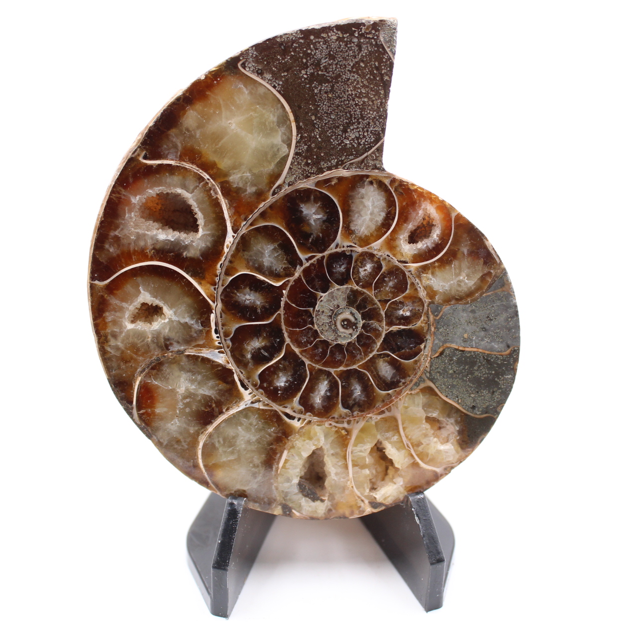 Fossile poli d'Ammonite