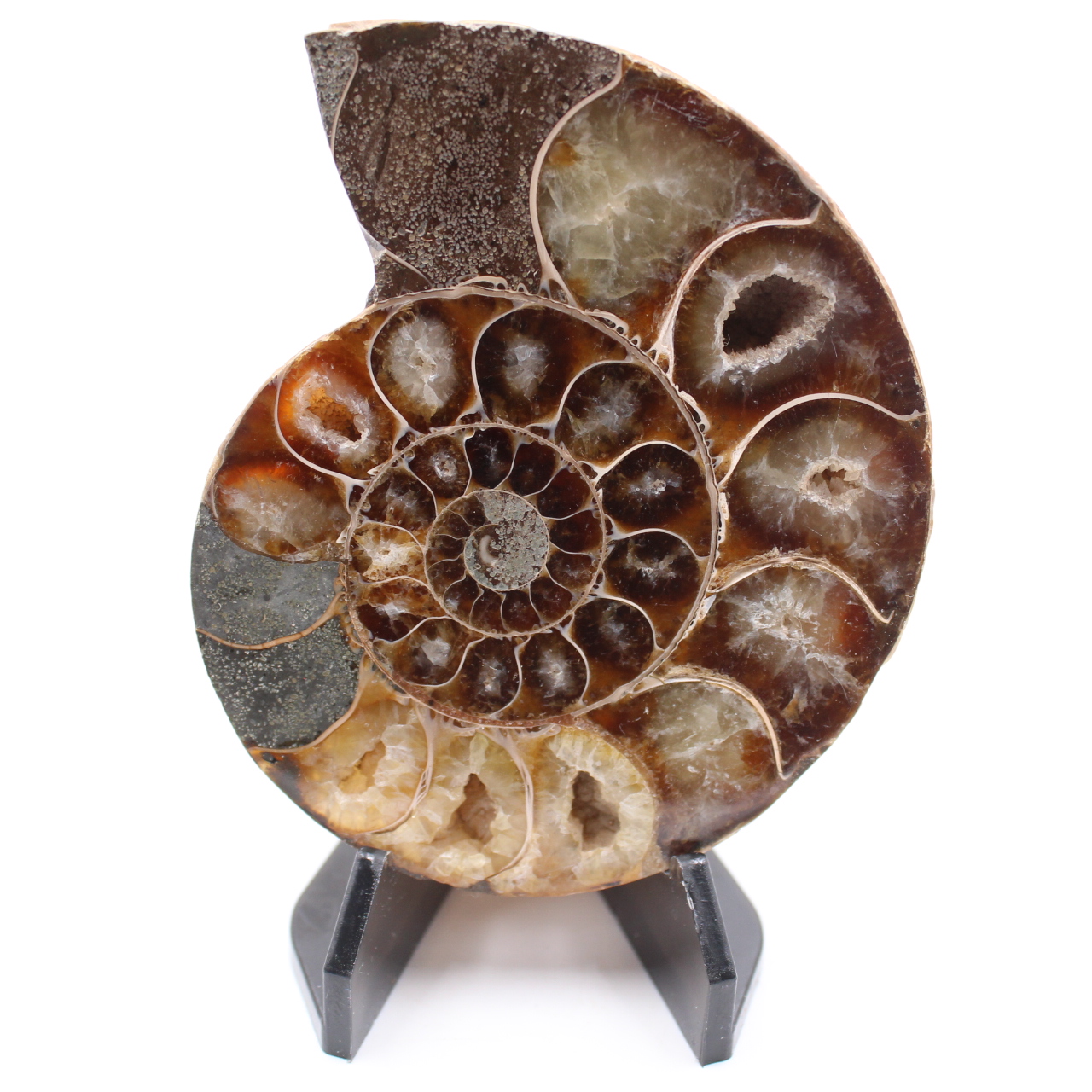 Fossile poli d'Ammonite