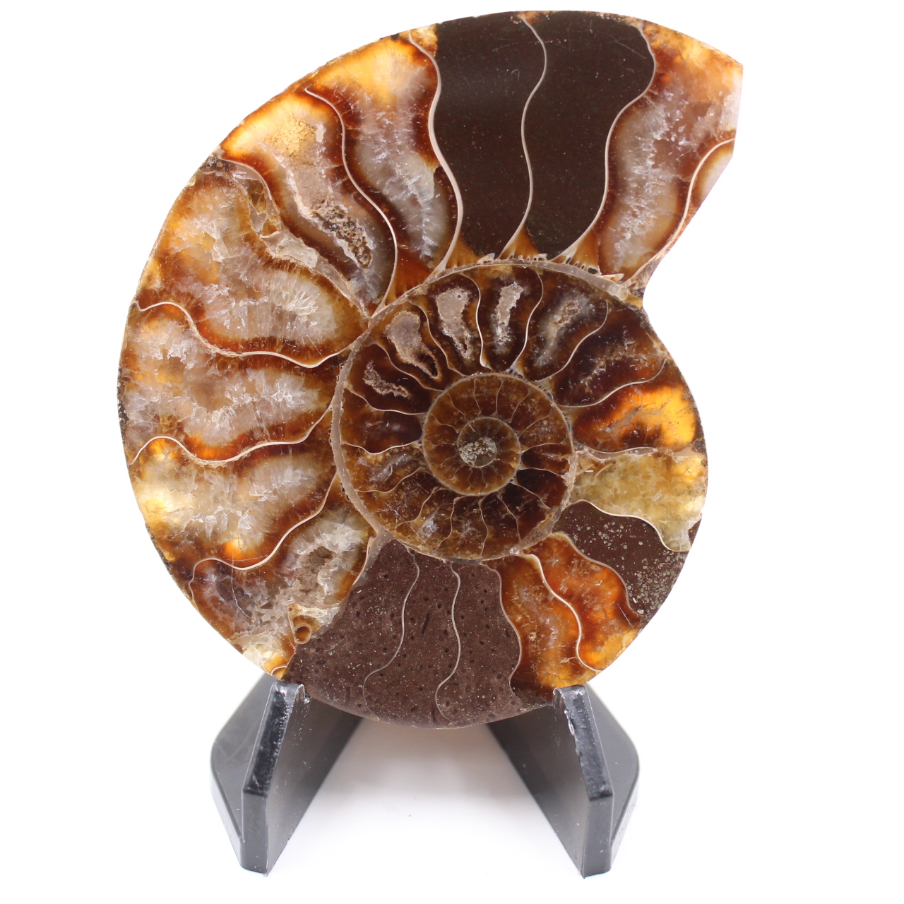 Fossile poli d'Ammonite