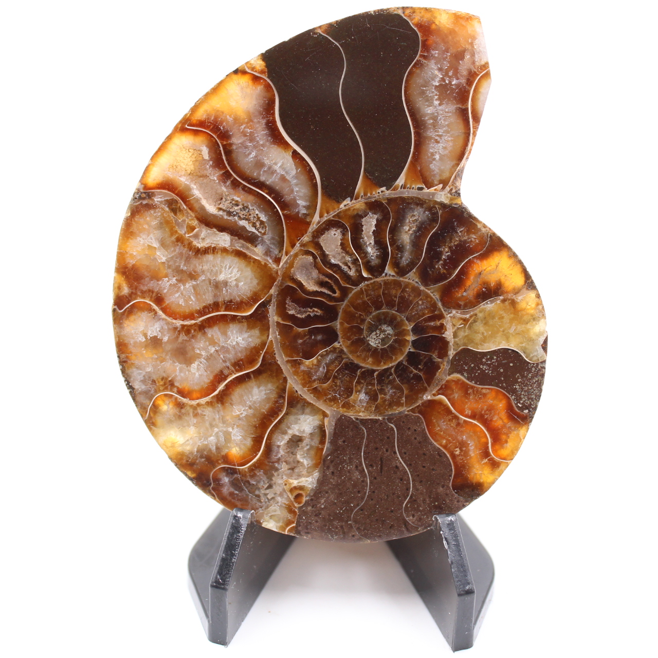 Fossile poli d'Ammonite
