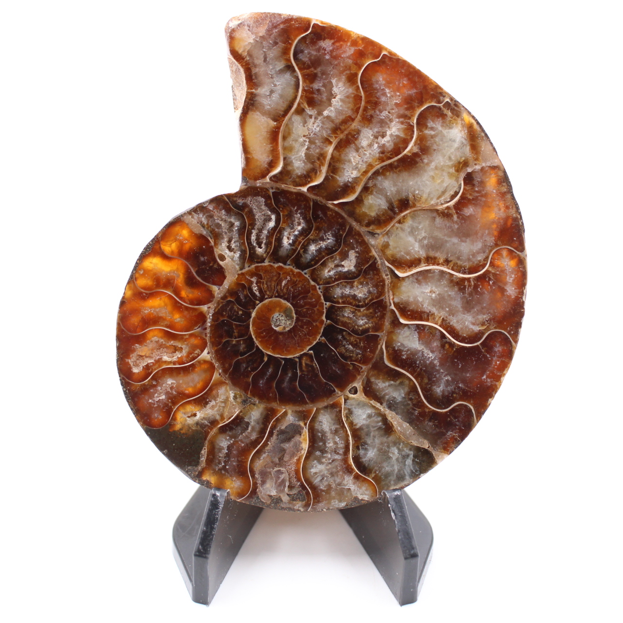 Fossile poli d'Ammonite