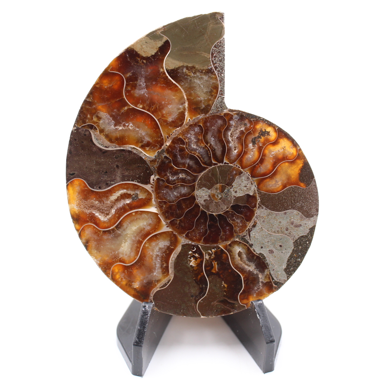 Fossile poli d'Ammonite