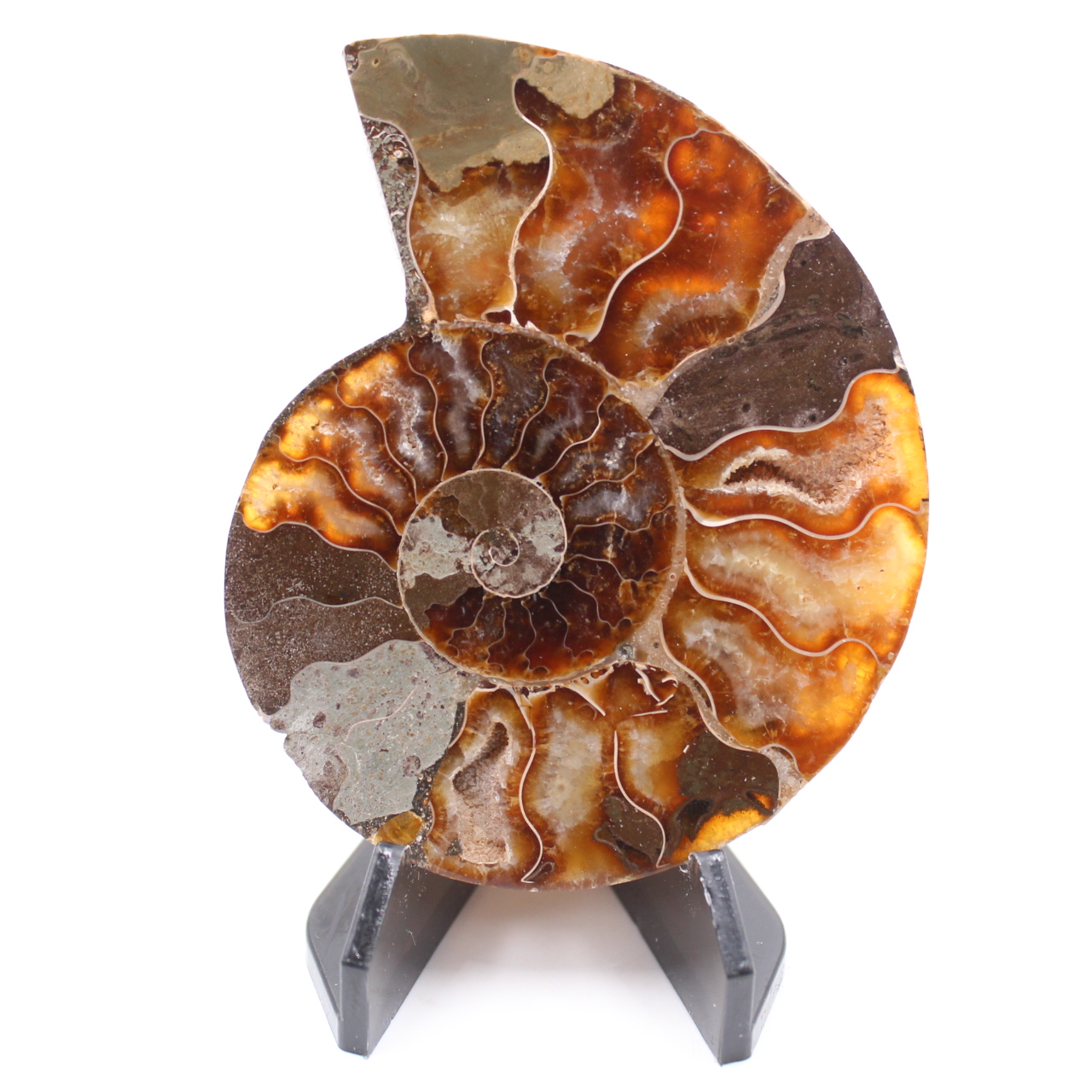 Fossile poli d'Ammonite