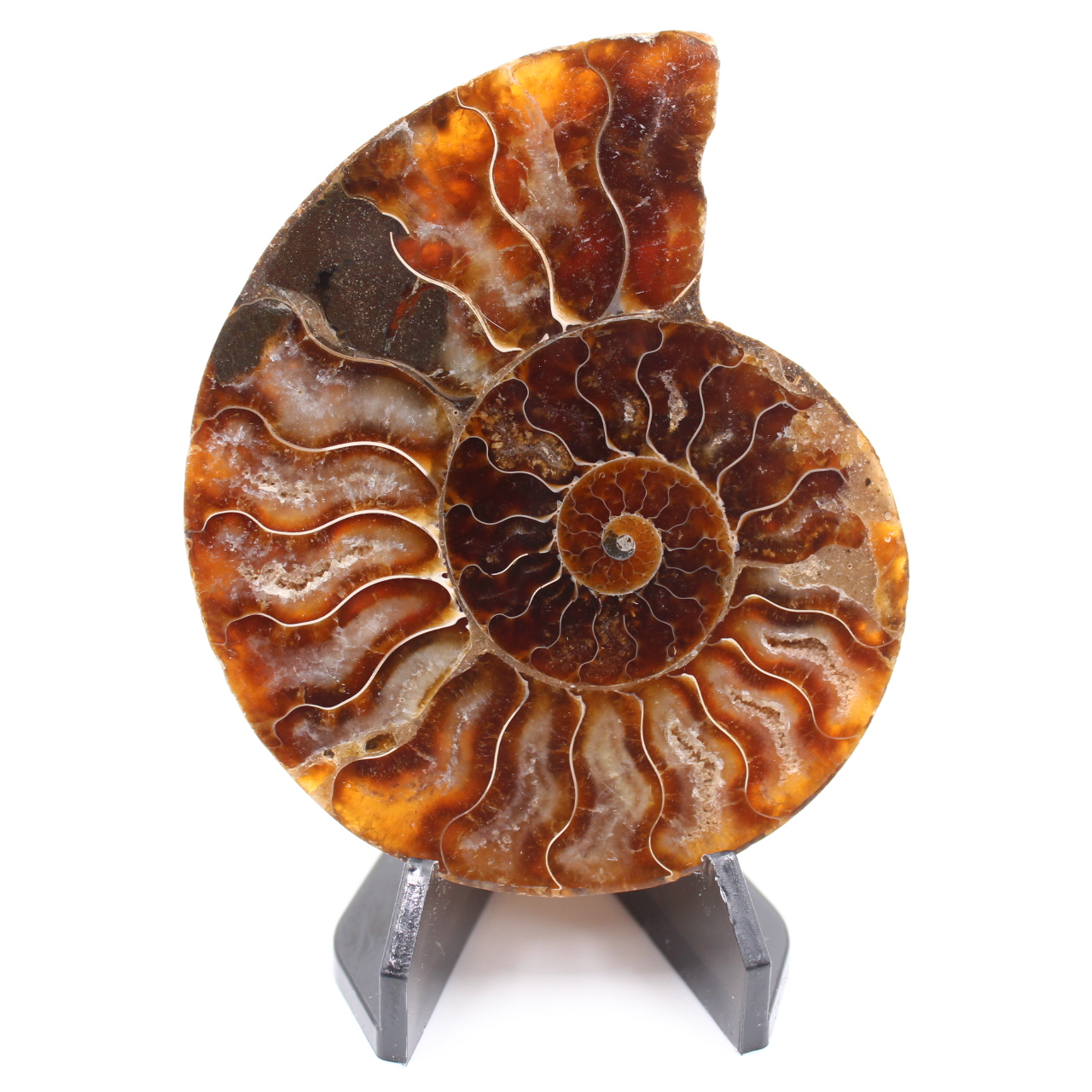 Fossile poli d'Ammonite