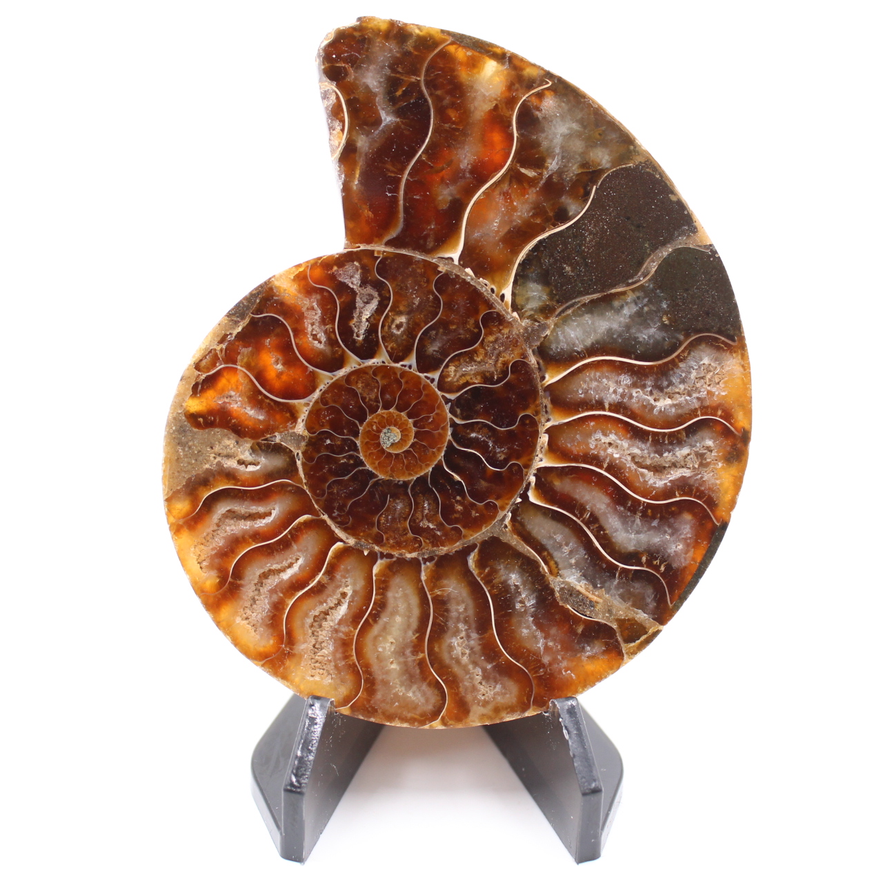 Fossile poli d'Ammonite