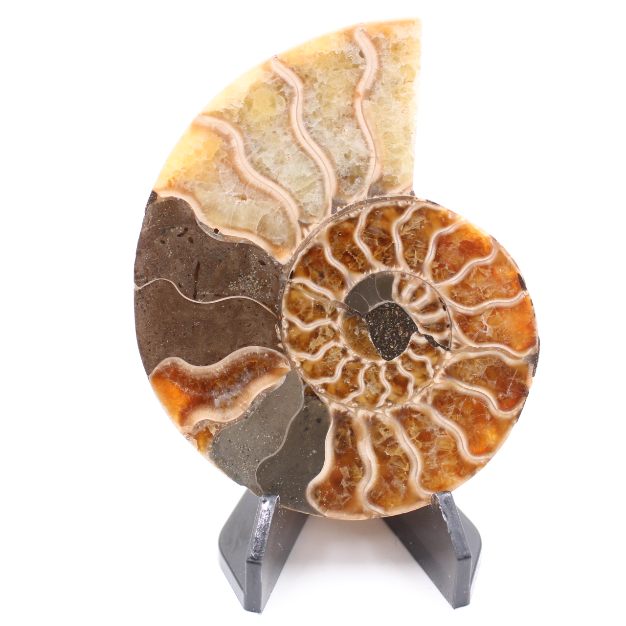 Fossile poli d'Ammonite