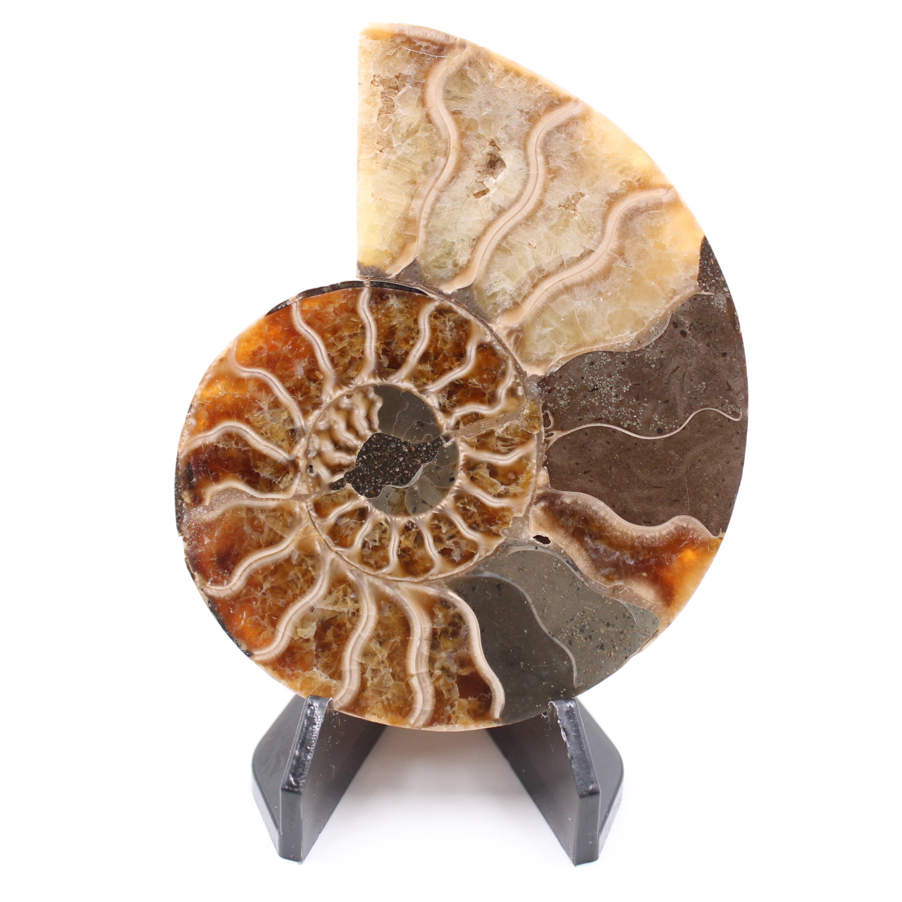 Fossile poli d'Ammonite