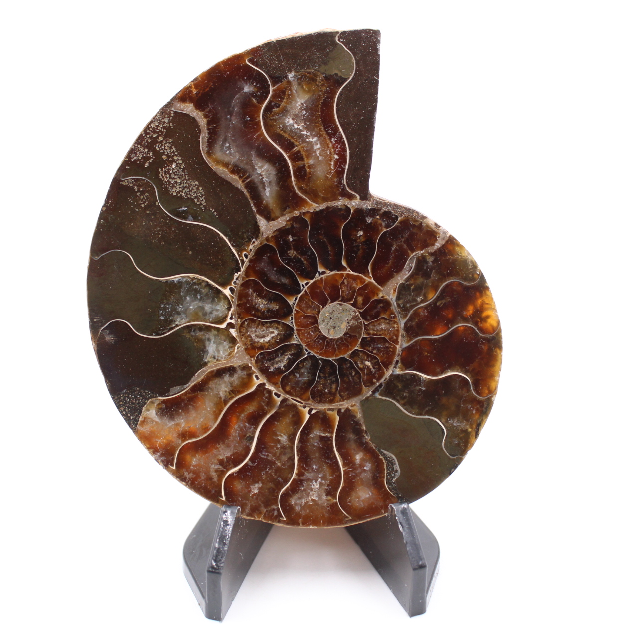 Fossile poli d'Ammonite