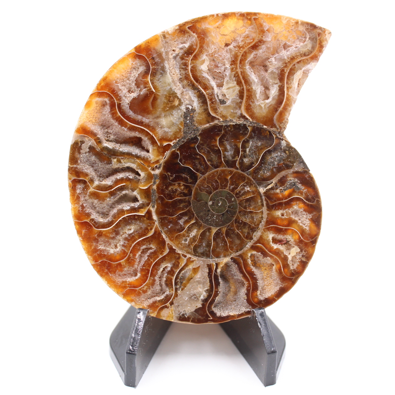 Fossile poli d'Ammonite