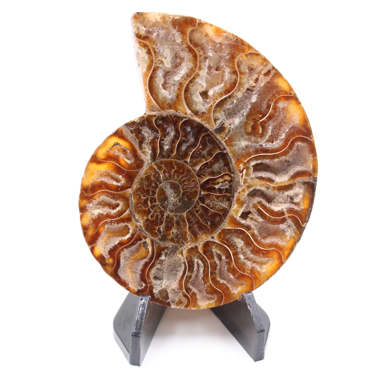Fossile poli d'Ammonite
