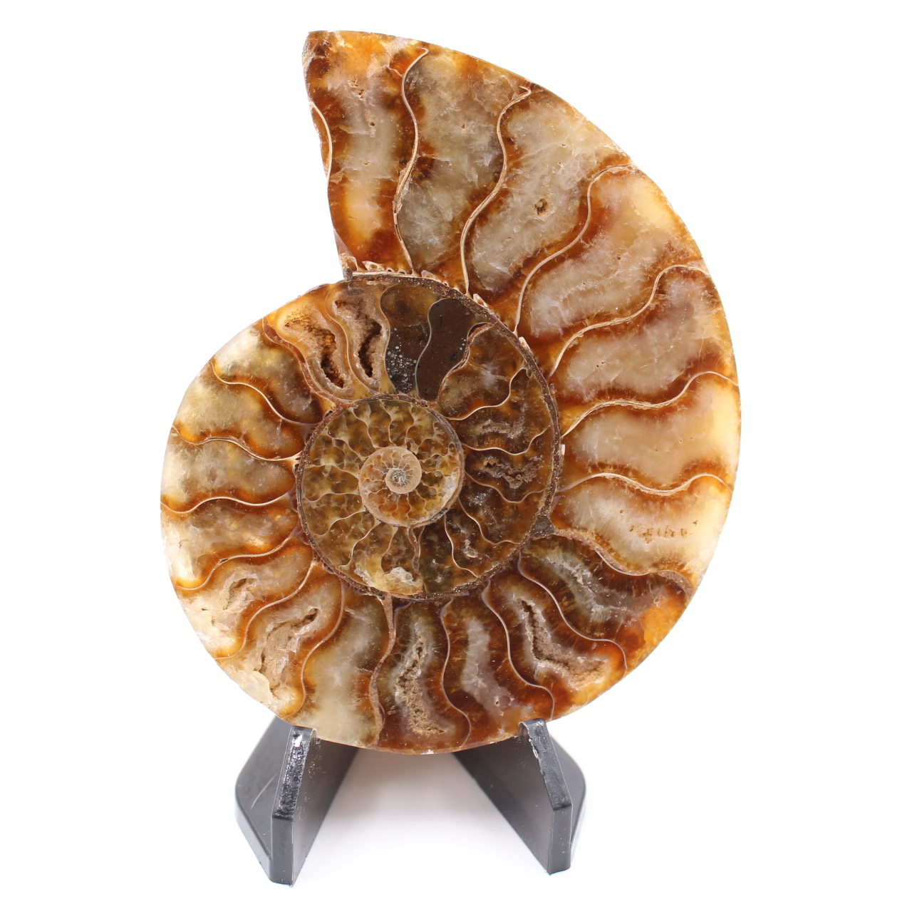 Fossile poli d'Ammonite