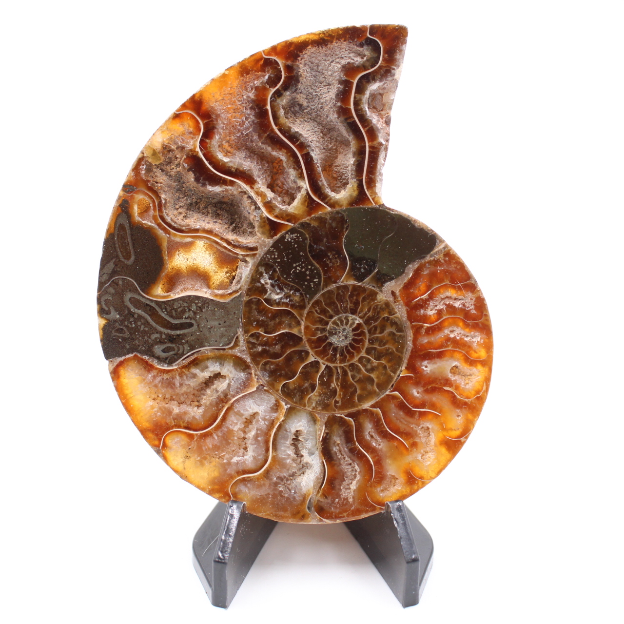 Fossile poli d'Ammonite