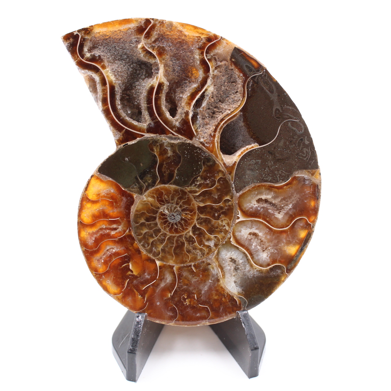 Fossile poli d'Ammonite