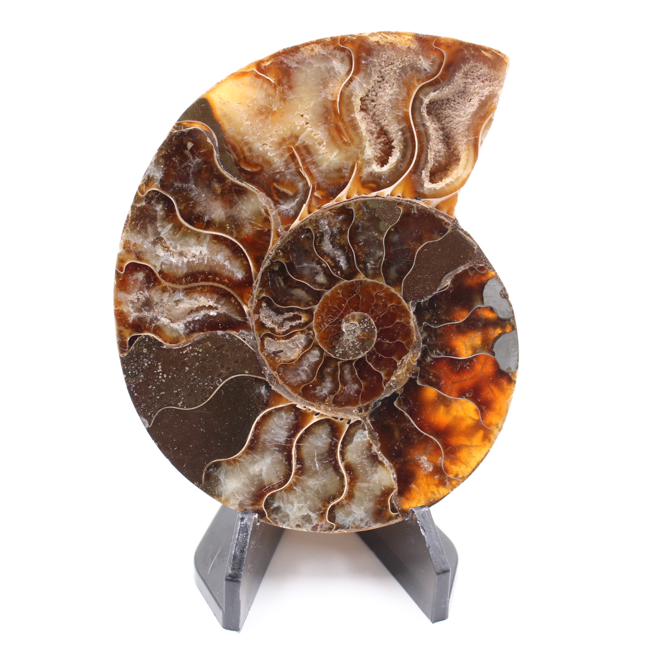 Fossile poli d'Ammonite
