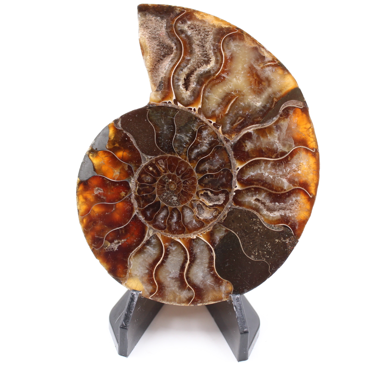 Fossile poli d'Ammonite