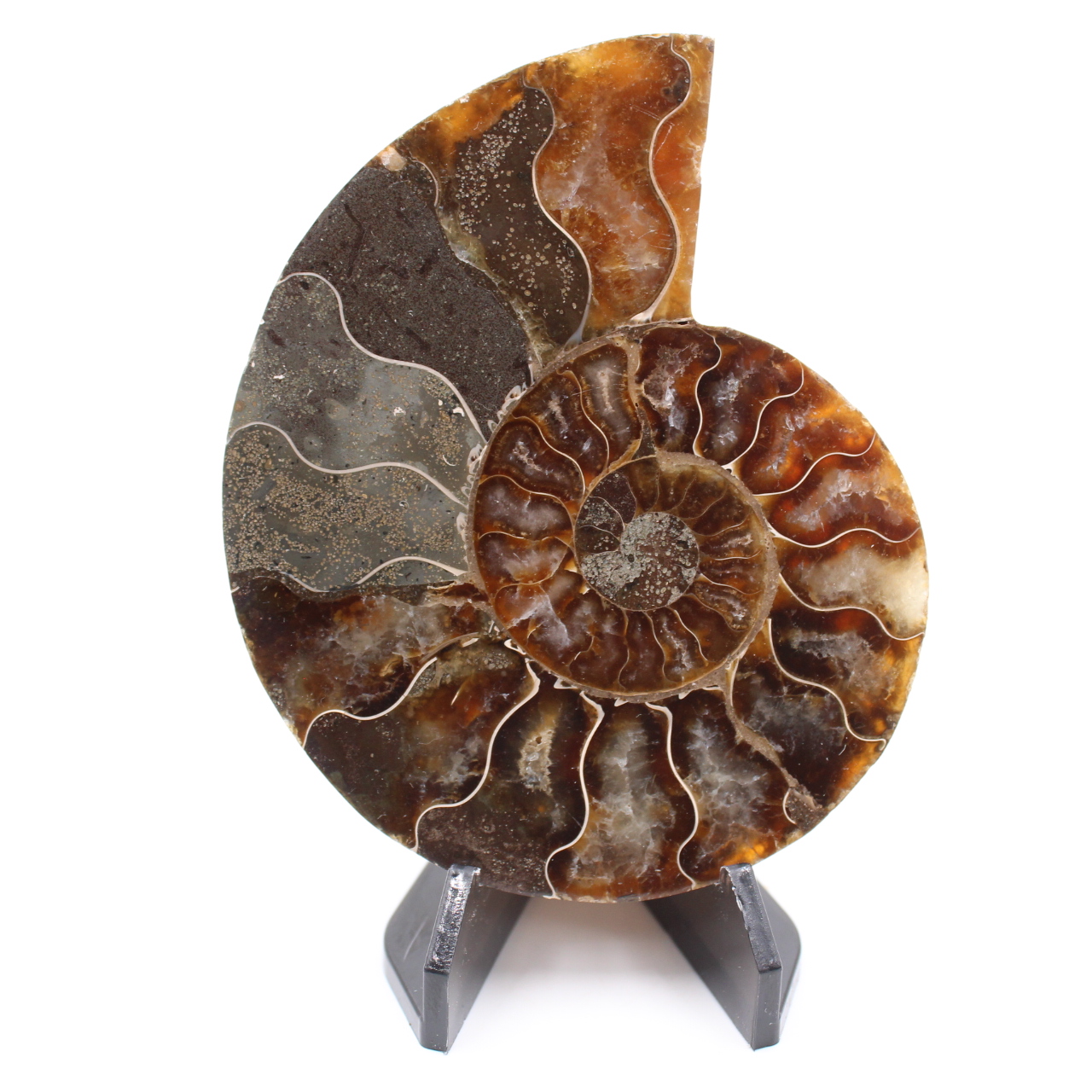 Fossile poli d'Ammonite