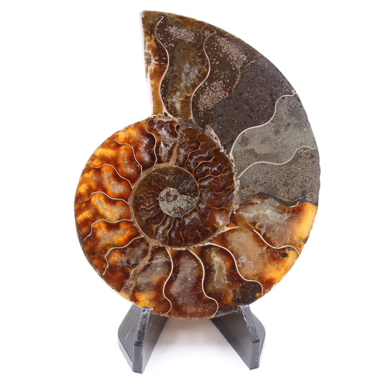 Fossile poli d'Ammonite