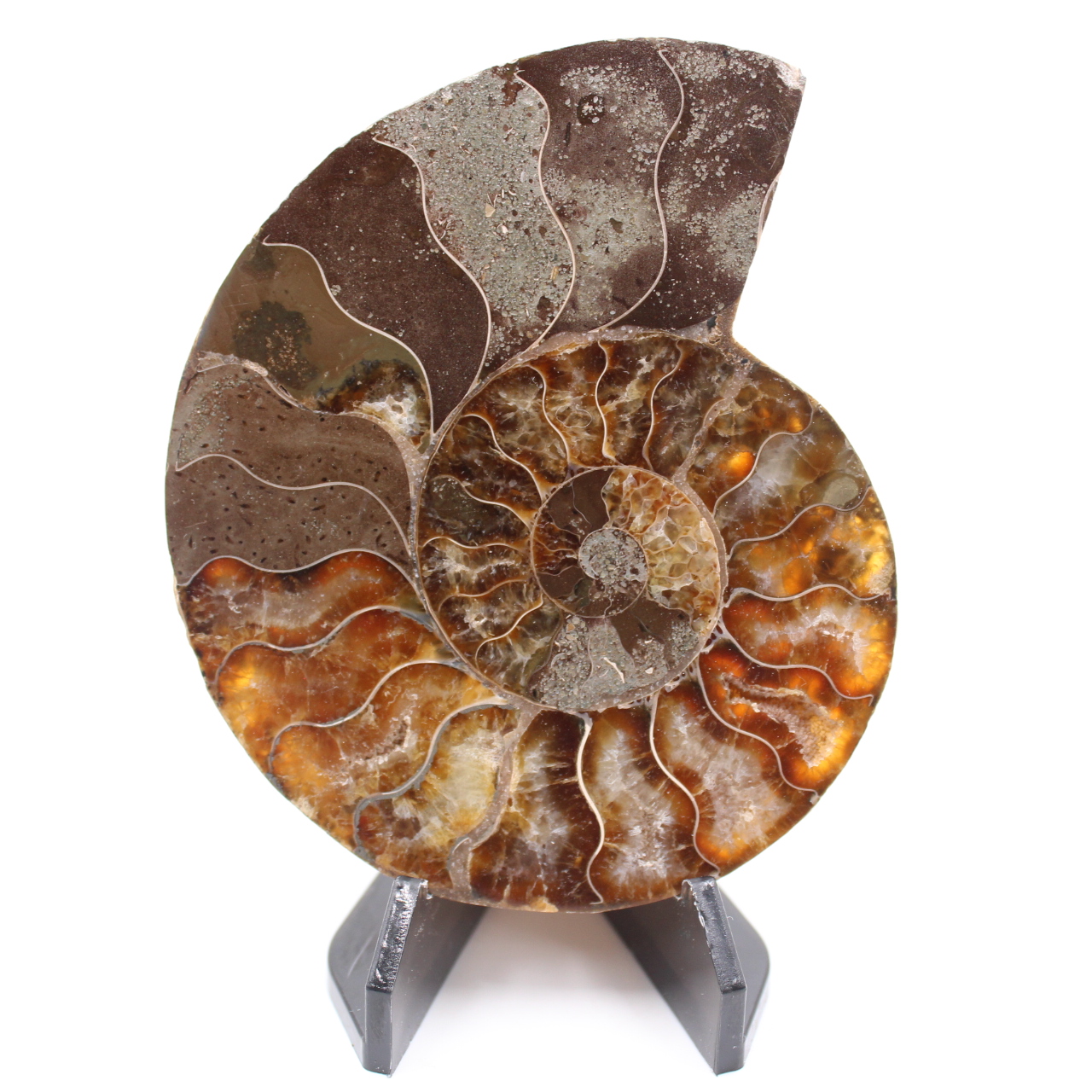 Fossile poli d'Ammonite