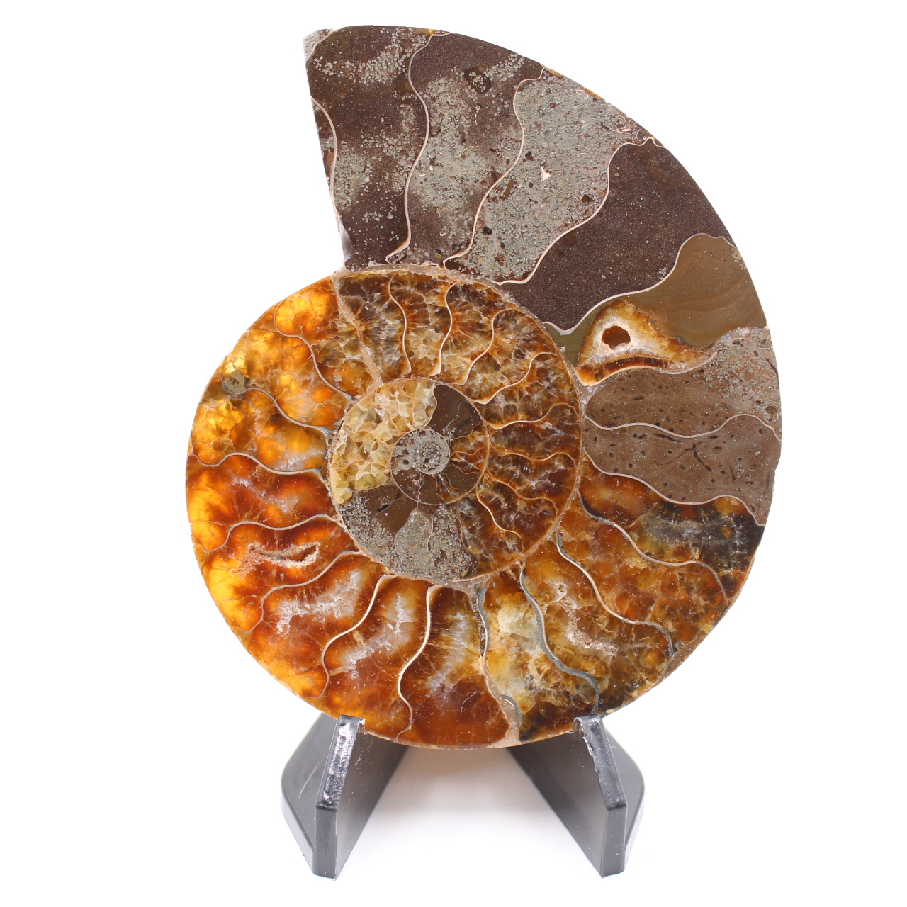 Fossile poli d'Ammonite