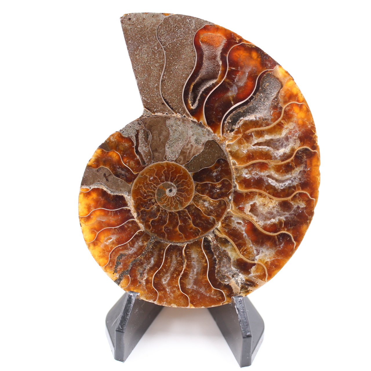 Fossile poli d'Ammonite