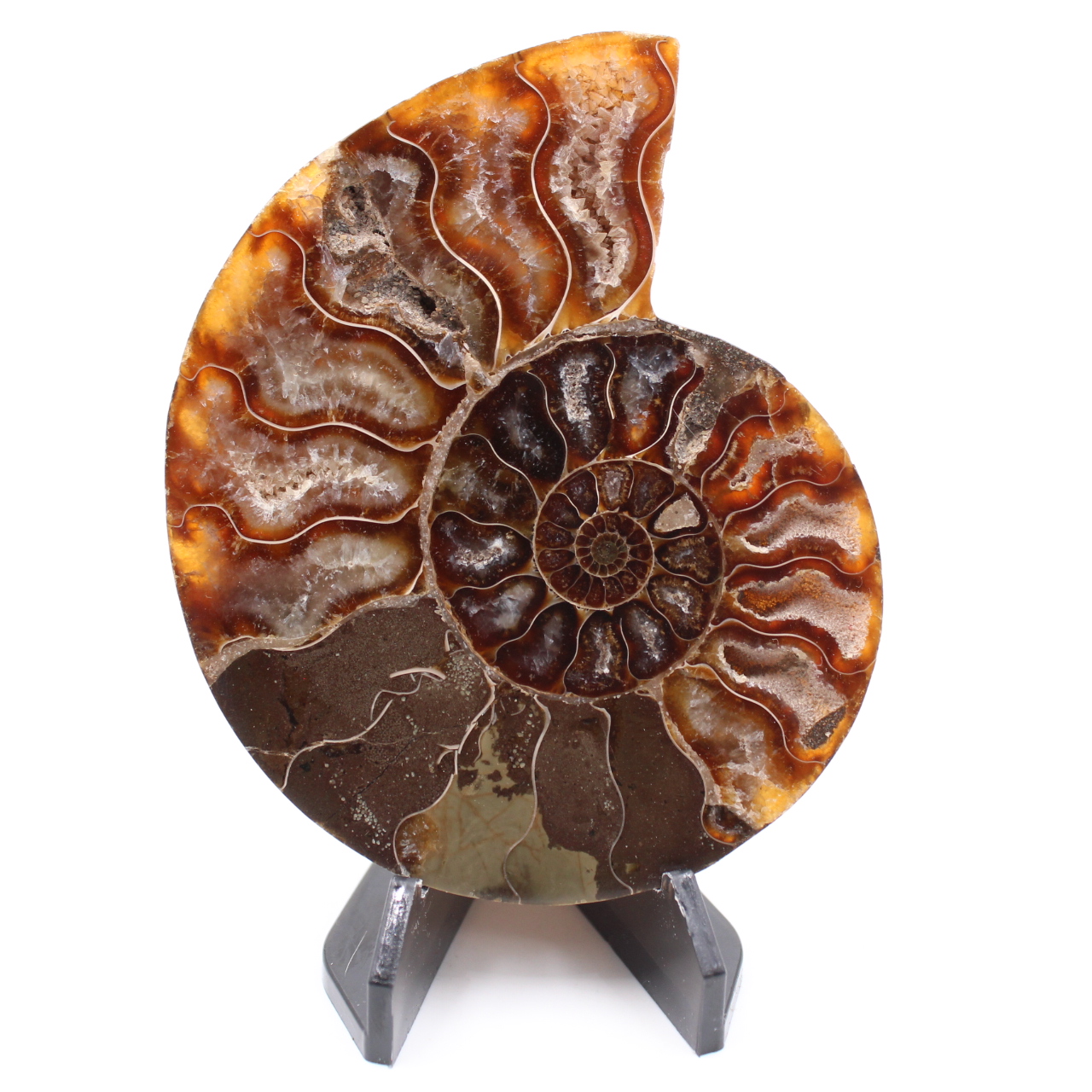 Fossile poli d'Ammonite