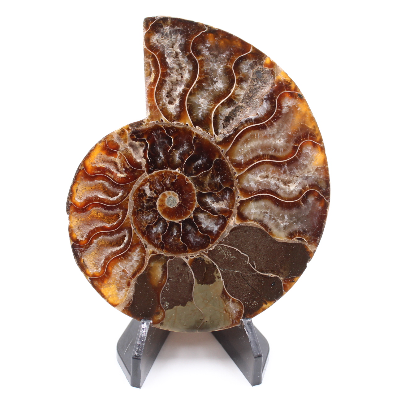 Fossile poli d'Ammonite