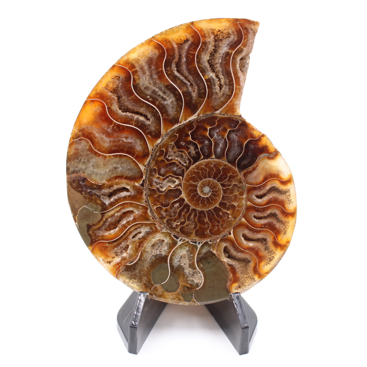Fossile poli d'Ammonite