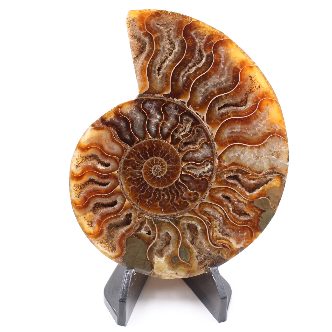 Fossile poli d'Ammonite