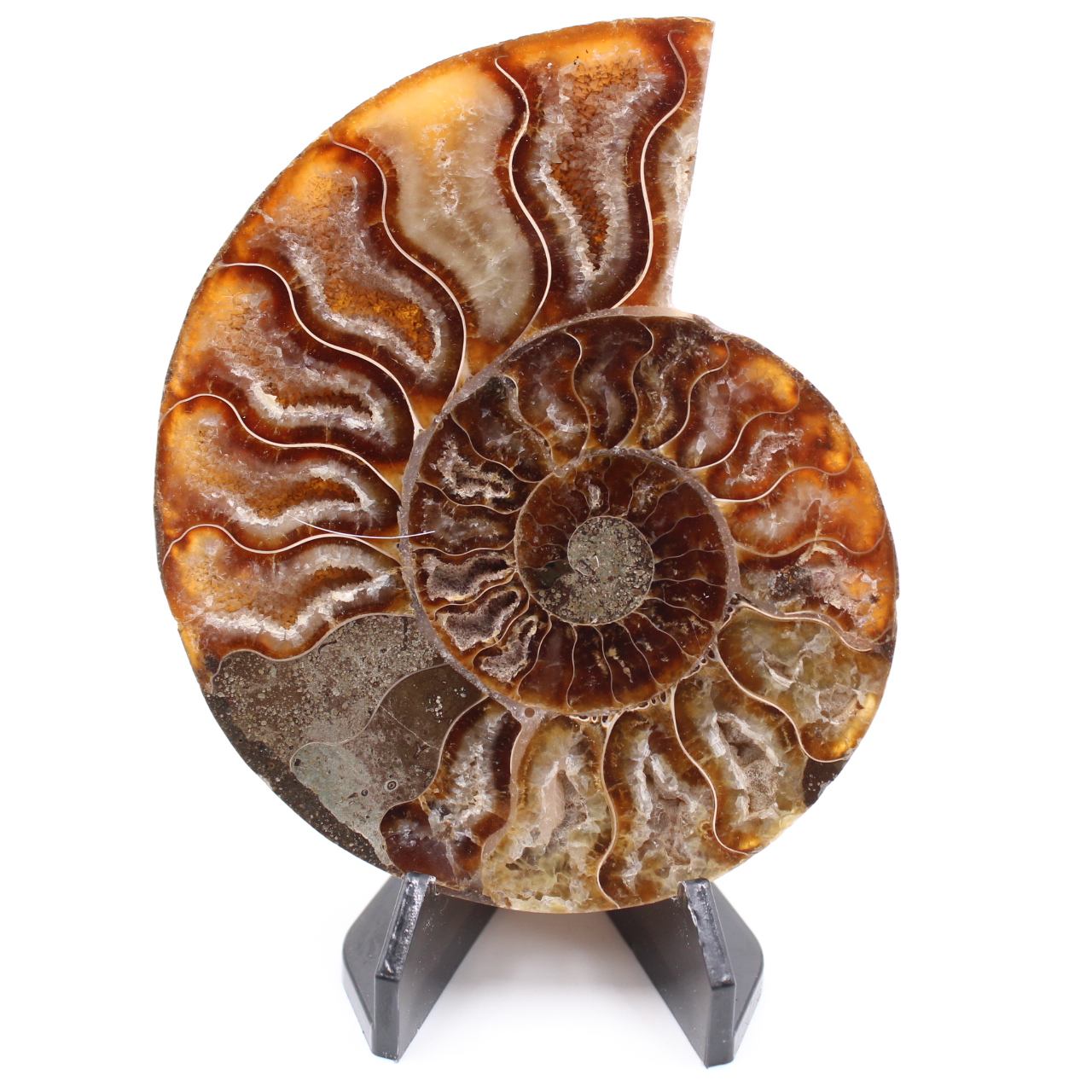 Fossile poli d'Ammonite