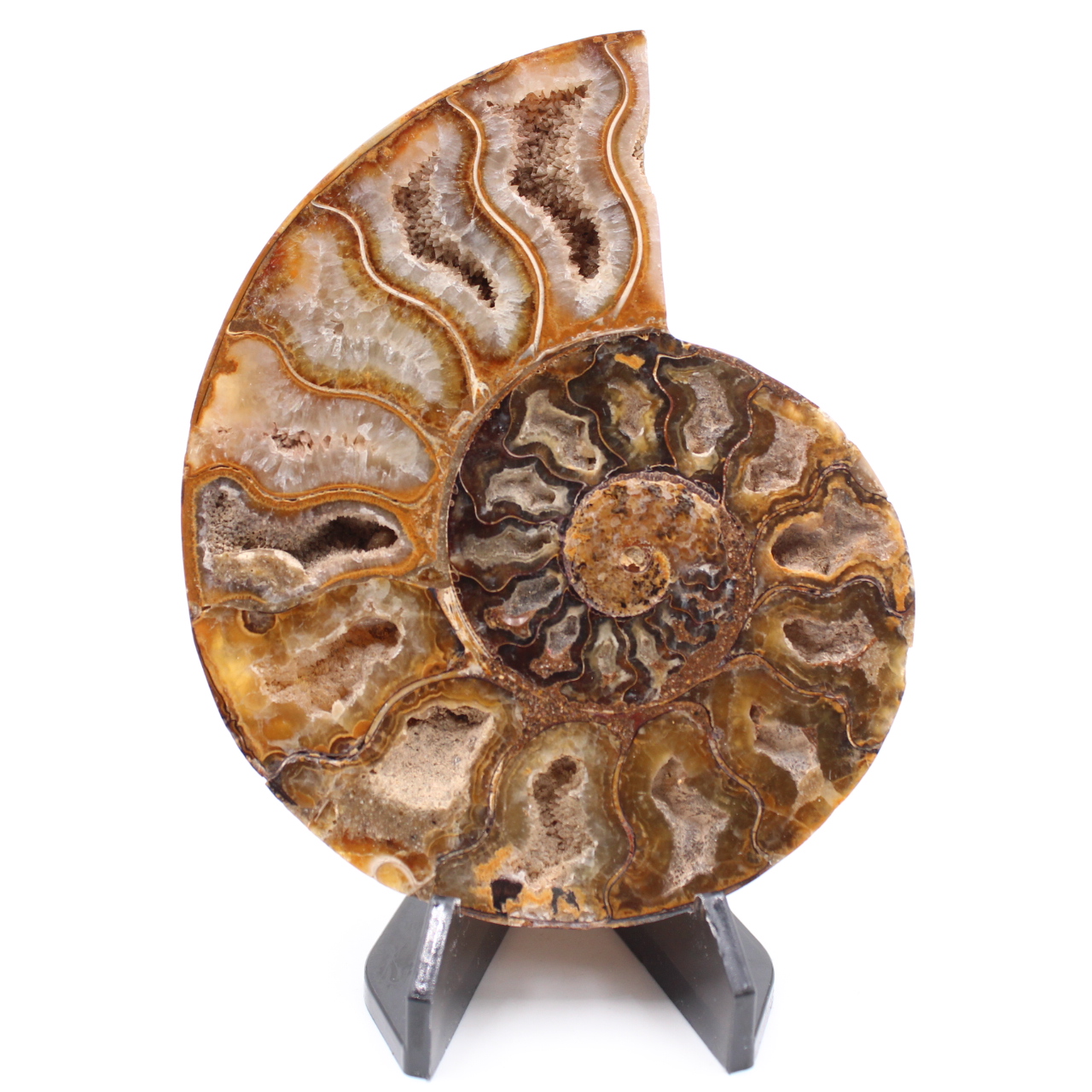 Fossile poli d'Ammonite